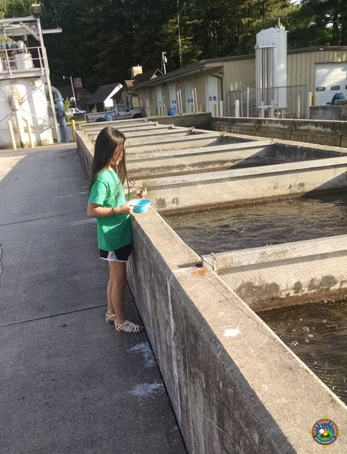 girl feeding fish at the Decorah Fish Hatchery