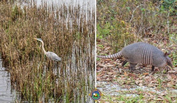 a collage with a heron and an armadillo
