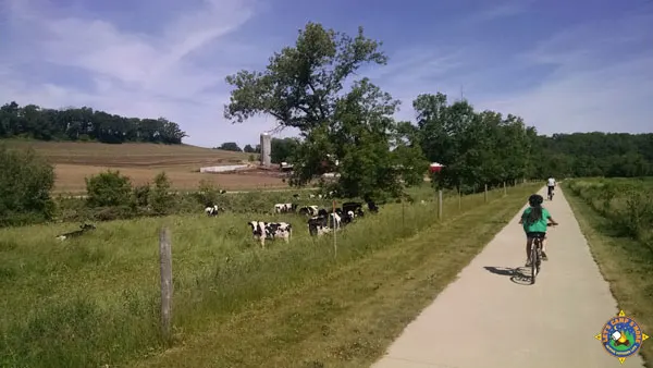 people on bikes on a trail next to cows