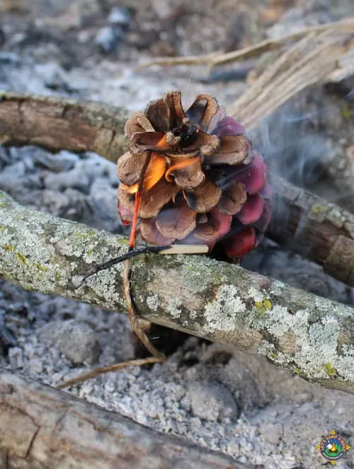 a pinecone fire starter being lit