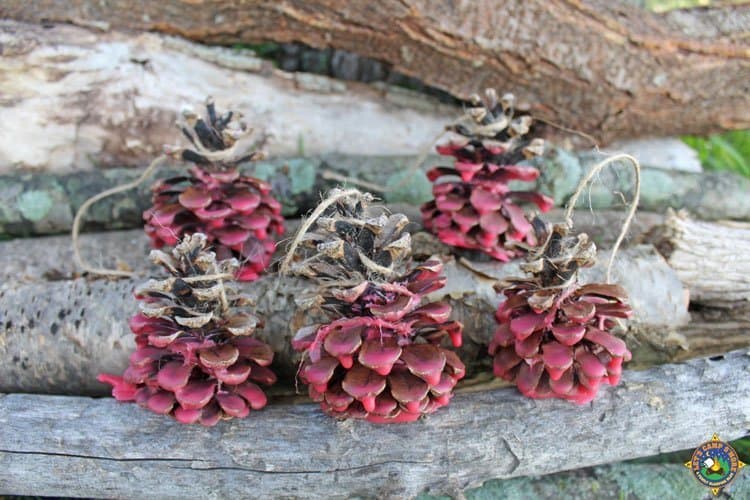 Make Your Own Pinecone Fire Starters Camping DIY Craft