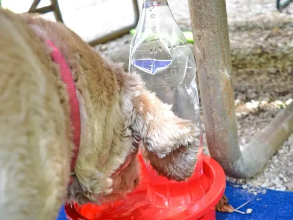 https://letscampsmore.com/wp-content/uploads/2020/10/Self-Filling-Water-Bowl-for-Dog.jpg.webp