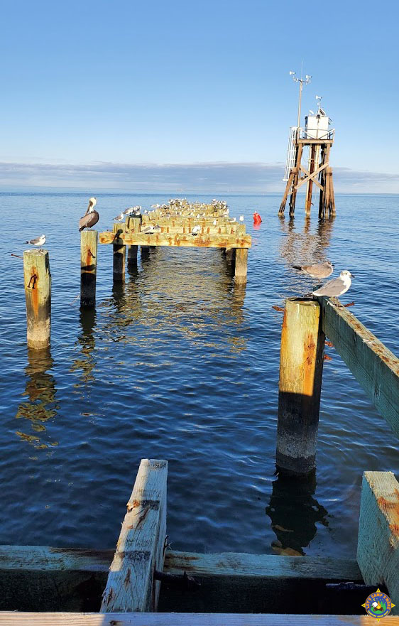 seagulls and pelicans on the pillars from an old pier on Mobile Bay, Alabama