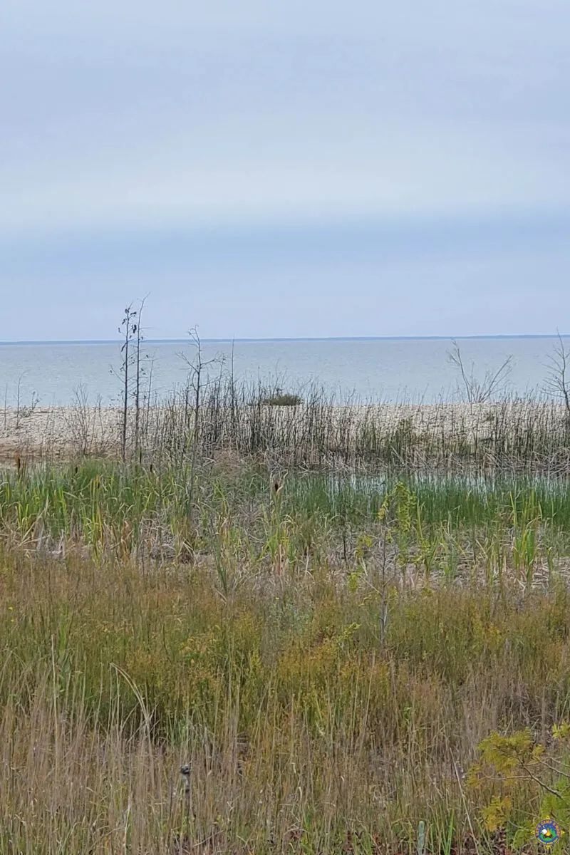 a view of Lake Michigan through a marsh
