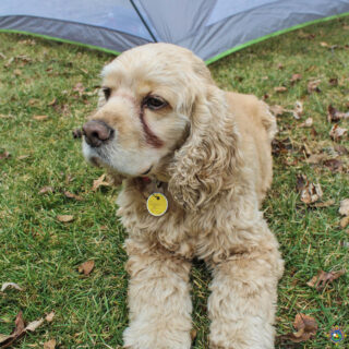 Dog laying down in front of a tent